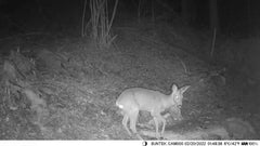 50MP 4K Wireless Trail Camera